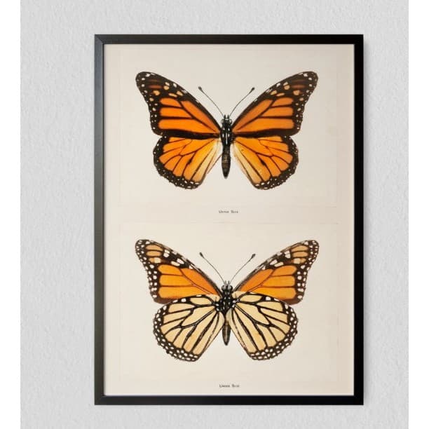 Quadro decorativo 1 peça Tema 2 borboletas -  Arte - Lindo disponível em tamanhos diversos e em alta