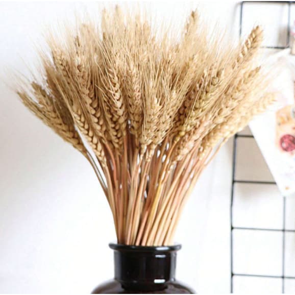 Hastes de Trigo Seco Desidratado 65 cm para Buquês e Arranjos Decorativos