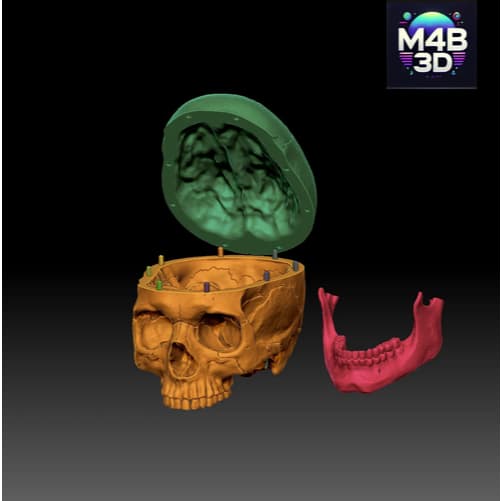 Crânio Anatômico Tamanho Real + Cérebro (à parte) para estudos medicina - Impressão 3D