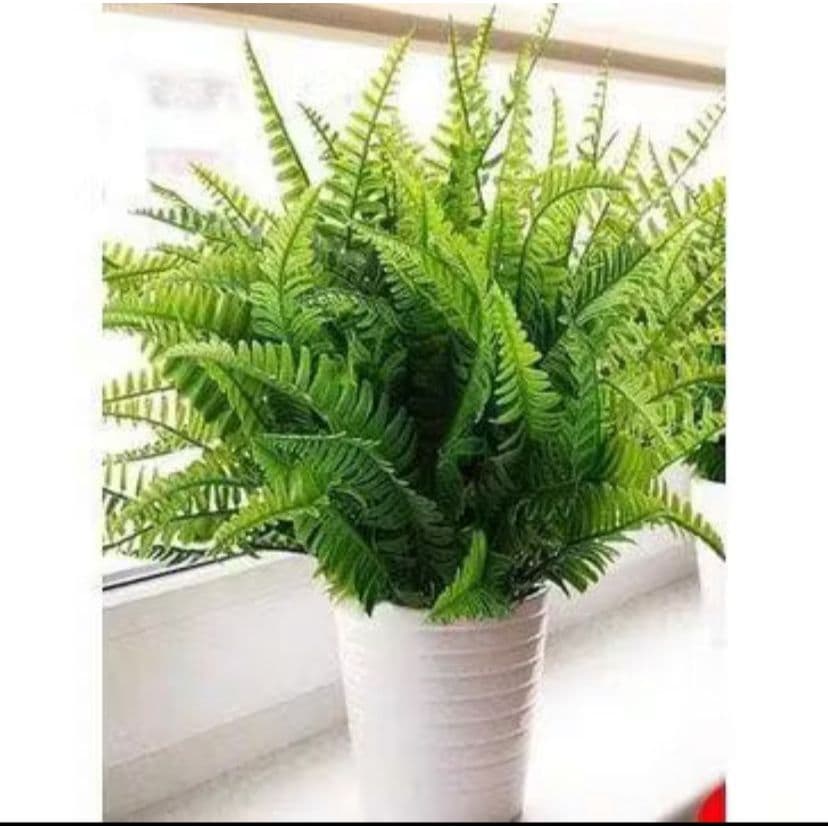 Kit 10 Samambaia Arbusto Buque Verde Folhagem Decorativa P