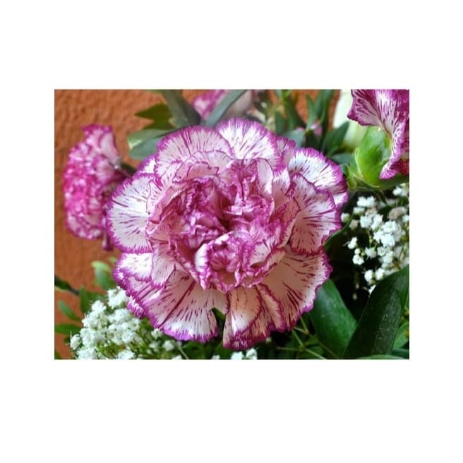 50 Sementes De Cravo Chabaud Sortido flor muito linda e cheirosa