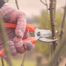 Tesoura de poda Pruner