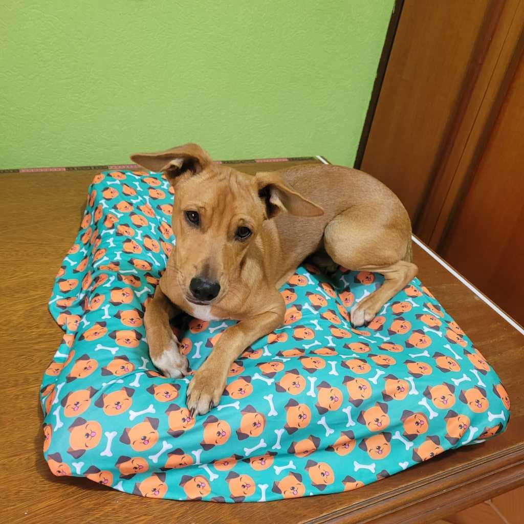 Pets Lençóis Divertidos novidades Higiênicos fazem a felicidade dos Pets Cama quadrada e retangular. Entrega Imediata.