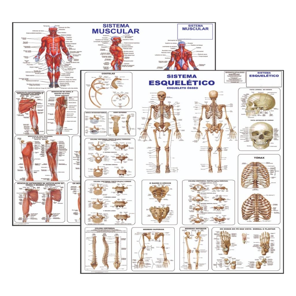 Kit 2 Mapas Sistema Muscular - Esqueletico 1 - Atualizado