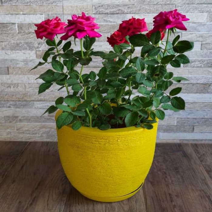 Vaso de planta em polietileno bojo redondo escovado PP com prato coletor