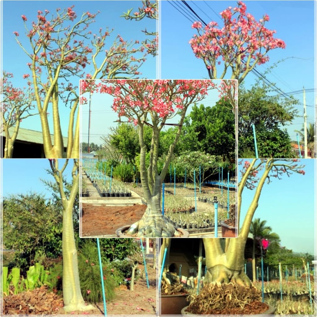 Rosa do Deserto SOMALENSE / ANACONDA  - 20 Sementes