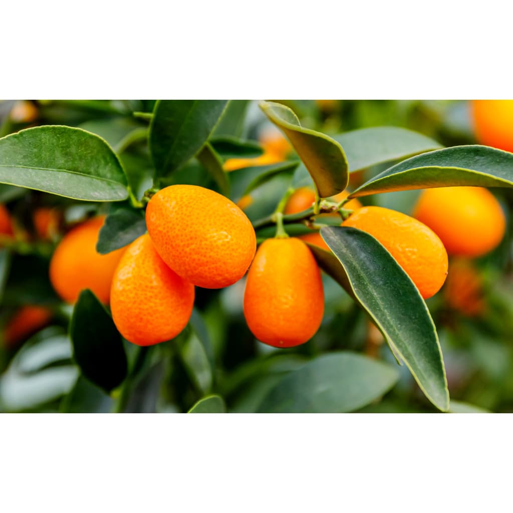 Sementes de Mini Laranja Japonesa Kinkan (Kumquat) – Fruta Exótica | Rara, Aromática e Comestível com Casca