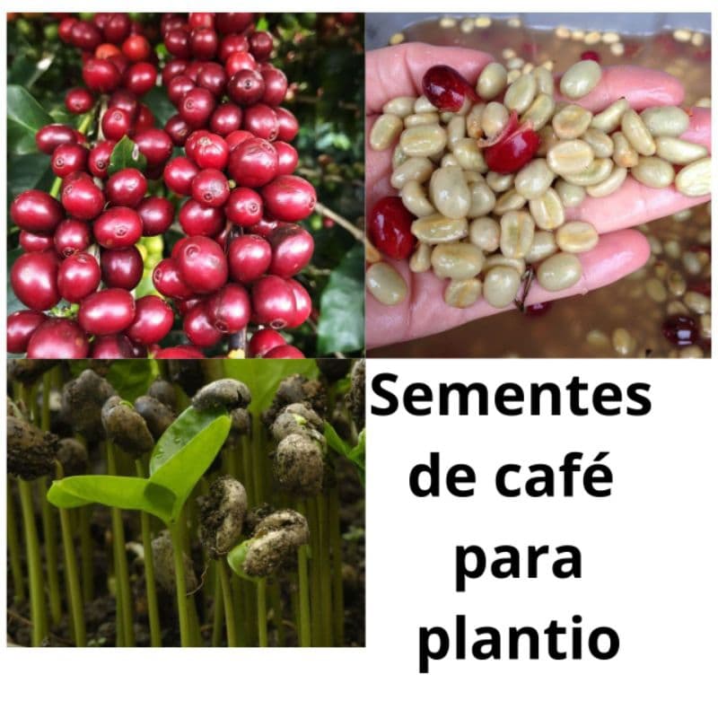 Sementes de Café para plantar Grão de café para plantio