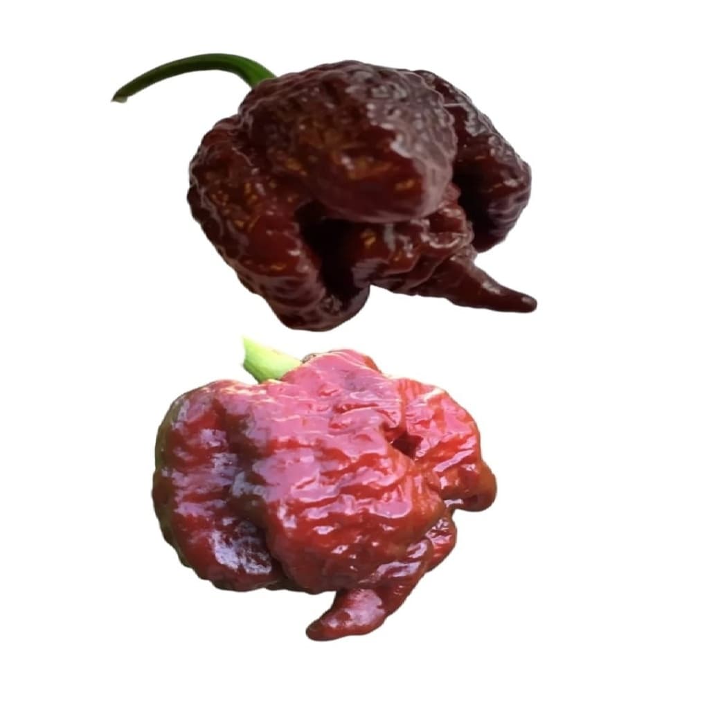 Carolina Reaper CHOCOLATE 50 SEMENTES