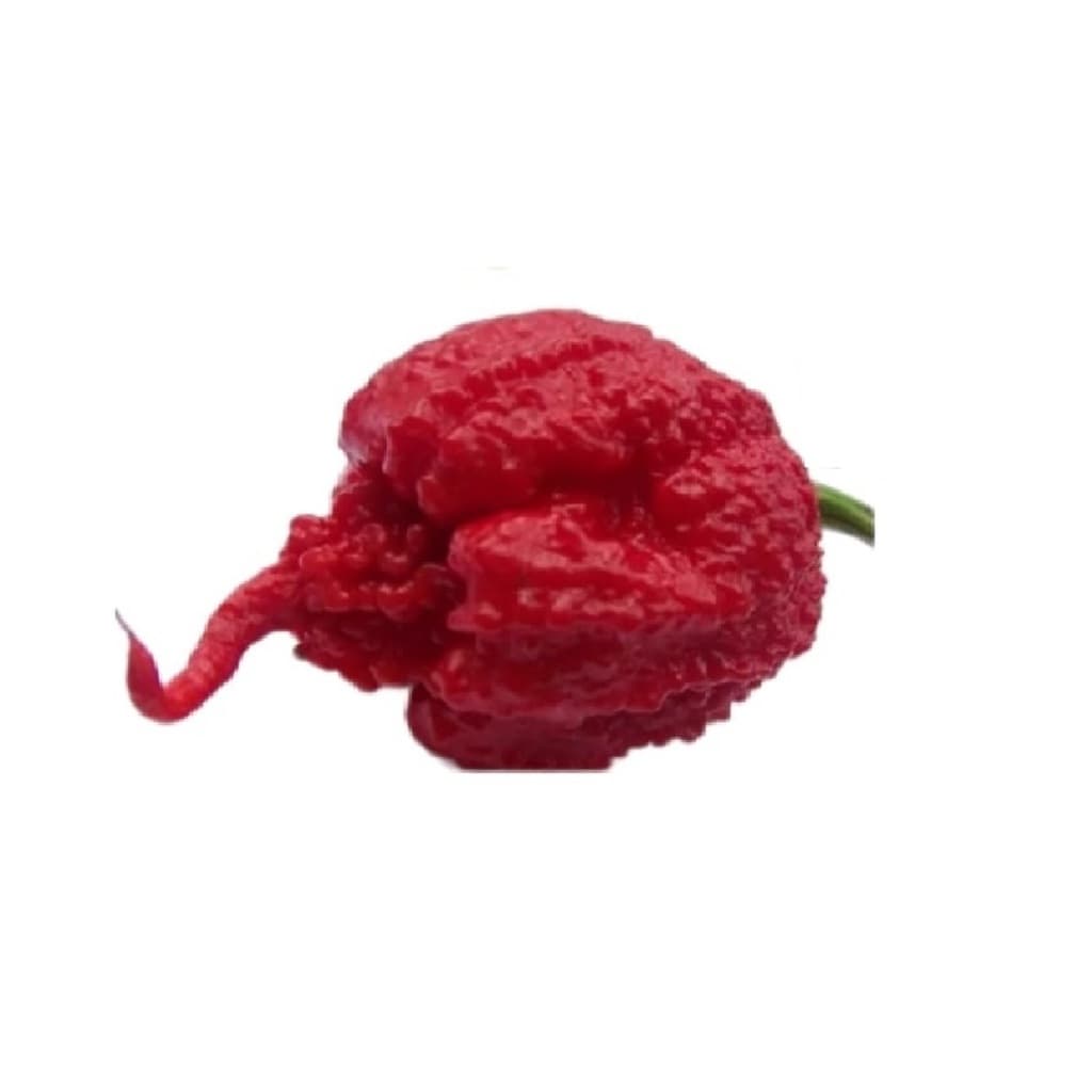 Carolina Reaper Red 50 SEMENTES