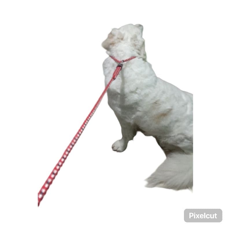 Guia.Unificada.Para.Cachorro