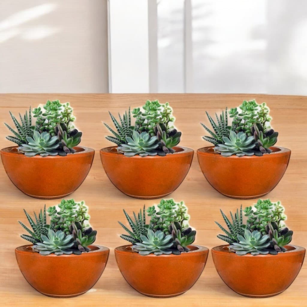 Kit 6 Vasos Planta Flor Bacia Lisa Polida N°1 Cactos, Rosa Do Deserto e Suculentas Com Prato