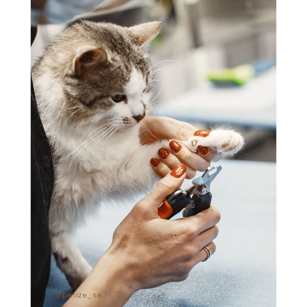Tesoura unha Alicate de aço inoxidável para cães gatos coelhos Higiene banho
