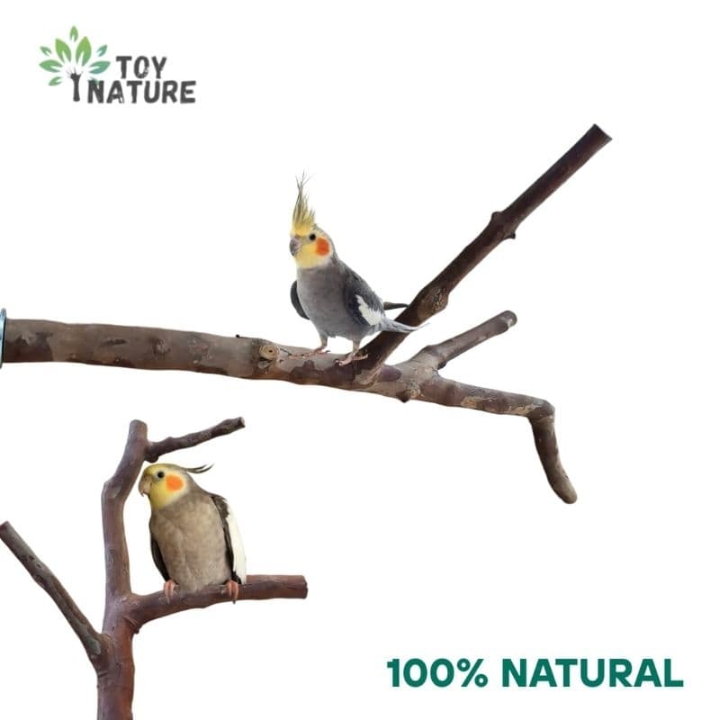 Poleiro natural calopsita aves galho Goiabeira gaiola 100%natural toy nature