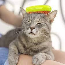 Escovas Vapor Cães Gatos Estimação Remoção Pelos Pente Higiene Cuidados Alicate Banho Pet Cachorro