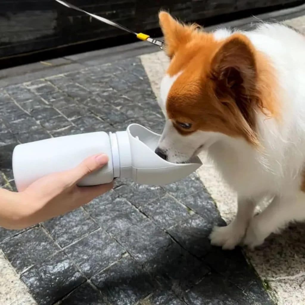 Bebedouro Portátil Para Pets Água sempre que precisar na Rua para a saúde renal compacta e Leve