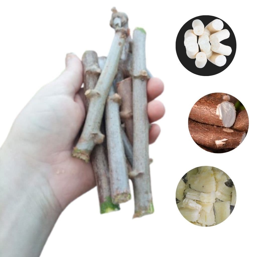30 Manivas De Mandioca Branca Aipim Macaxeira Ramas Mudas