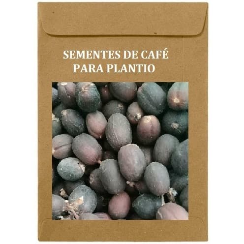 45. Sementes De Café Arábica Para Plantar No Vaso Ou Quintal