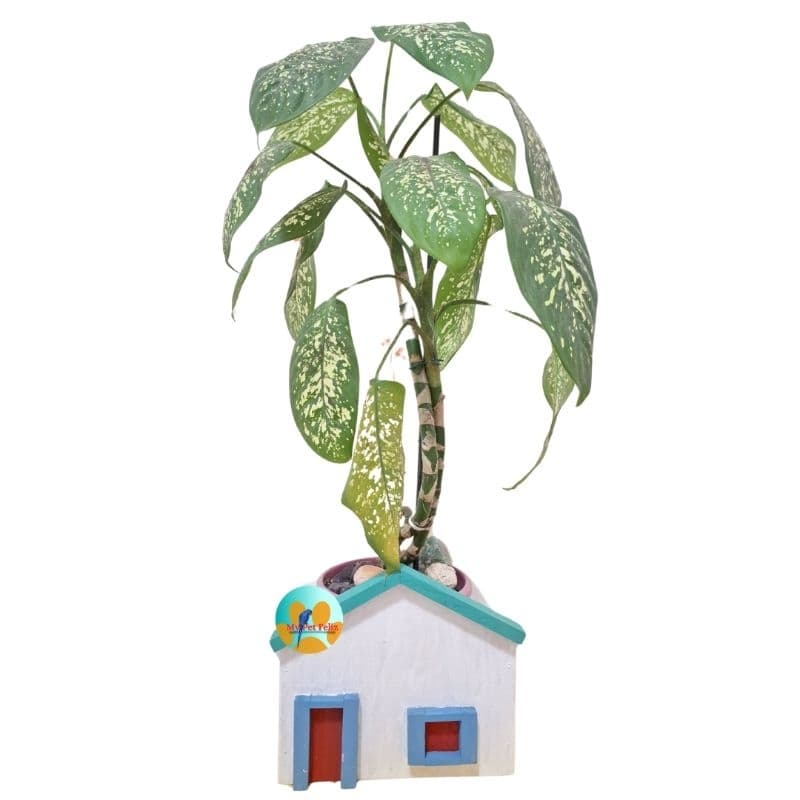 cachepot para plantas - cachepô de planta - casa de decoração para plantas - casinha - casa colonial