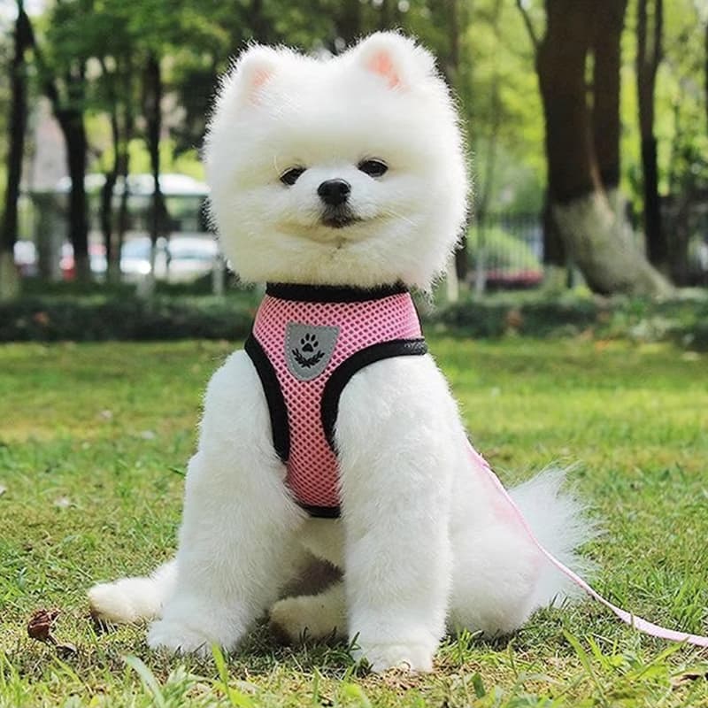 Guia Coleira de Malha Flexível com Colete Peitoral Ajustável para Cão Cachorro Gato Animais
