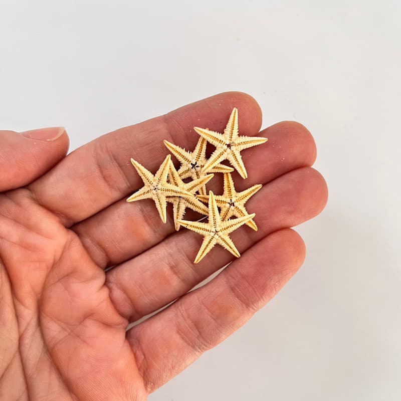 Estrela do mar mini 3 ou 4 cm tamanho variados decoração aquário, usar em artesanato resina, aniversário fundo do mar