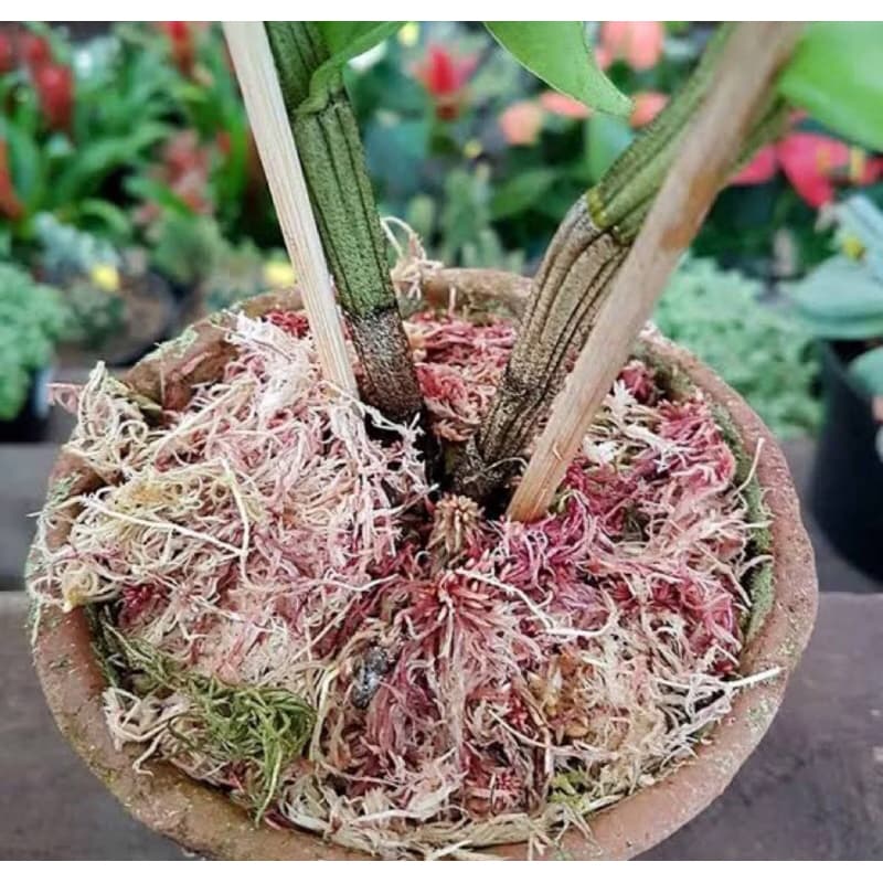 3Litros e 6 Litros Musgo Esfagno Orgânico Substrato Orquídeas Sphagnumvê