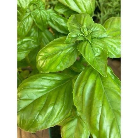1000 Sementes de Manjericão Italiano Genovês (Folha Larga) Basilic Aromático para Horta Jardim