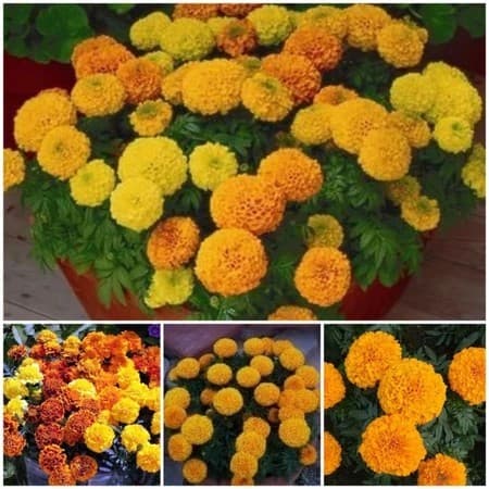 1000 Sementes Cravo-de-Defunto (Tagetes) Sortidas Alta Germinação | Flores para Jardim, Vaso e Horta