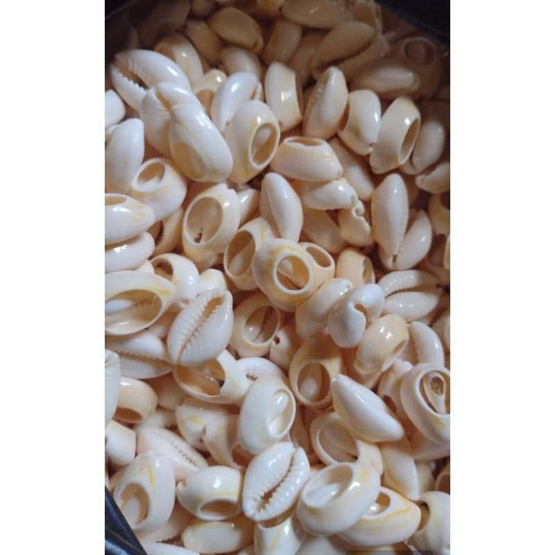 buzios branco natural aberto concha do mar  para bijuteria artesanato (250 g )