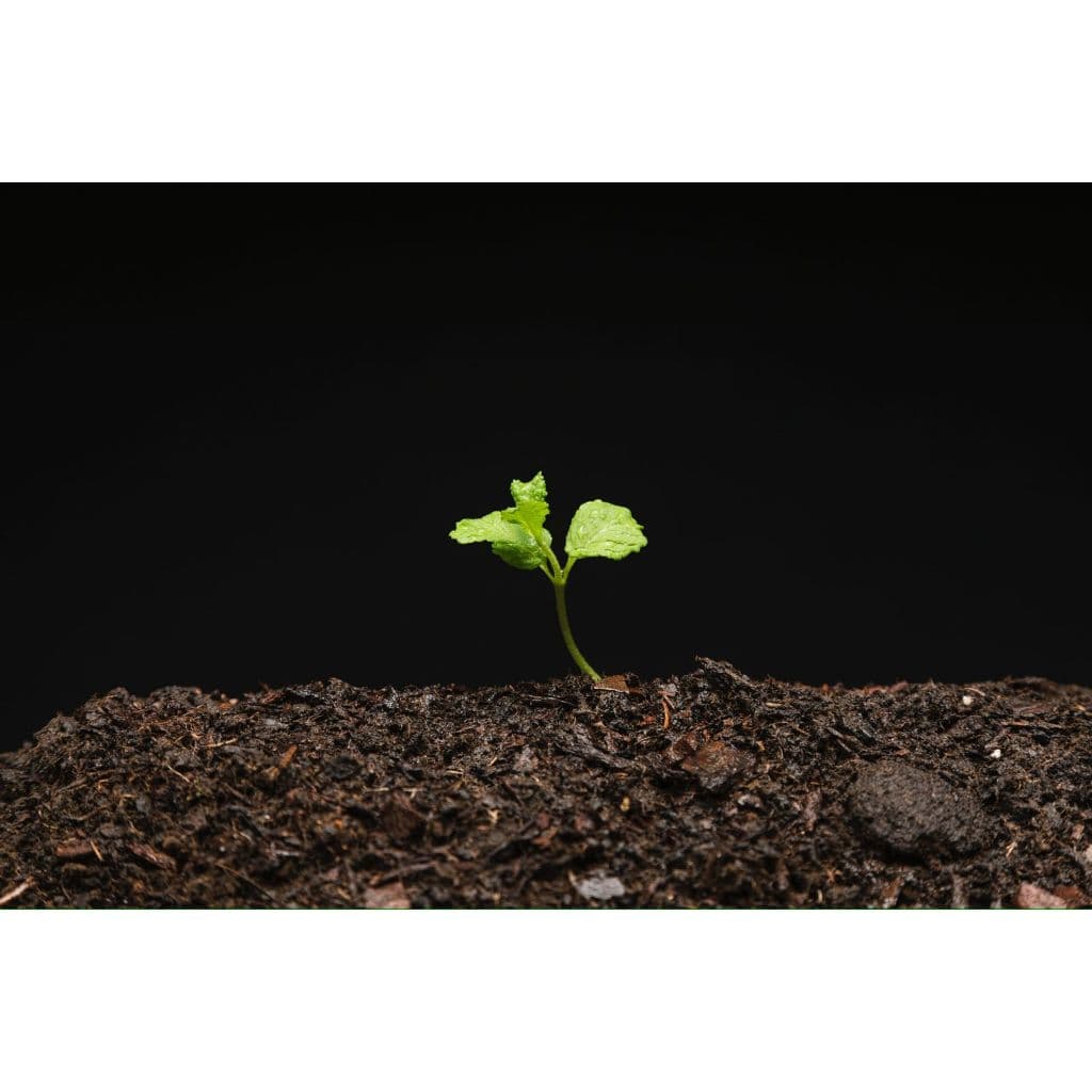 1kg de Terra vegetal Adubada – A Base Perfeita para Seu Jardim