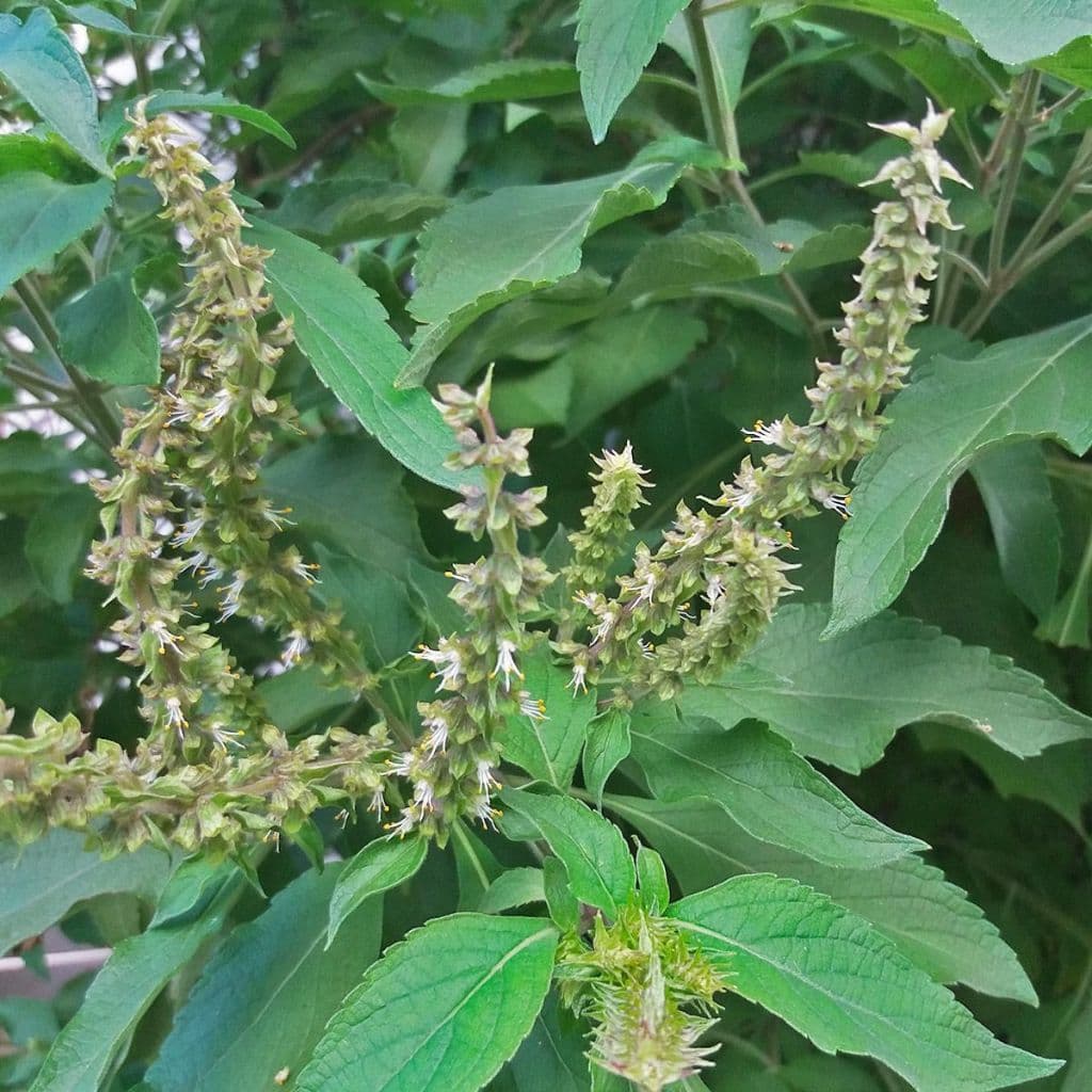 Sementes de Alfavaca-Erva aromática rara, fácil de cultivar e cheia de benefícios!