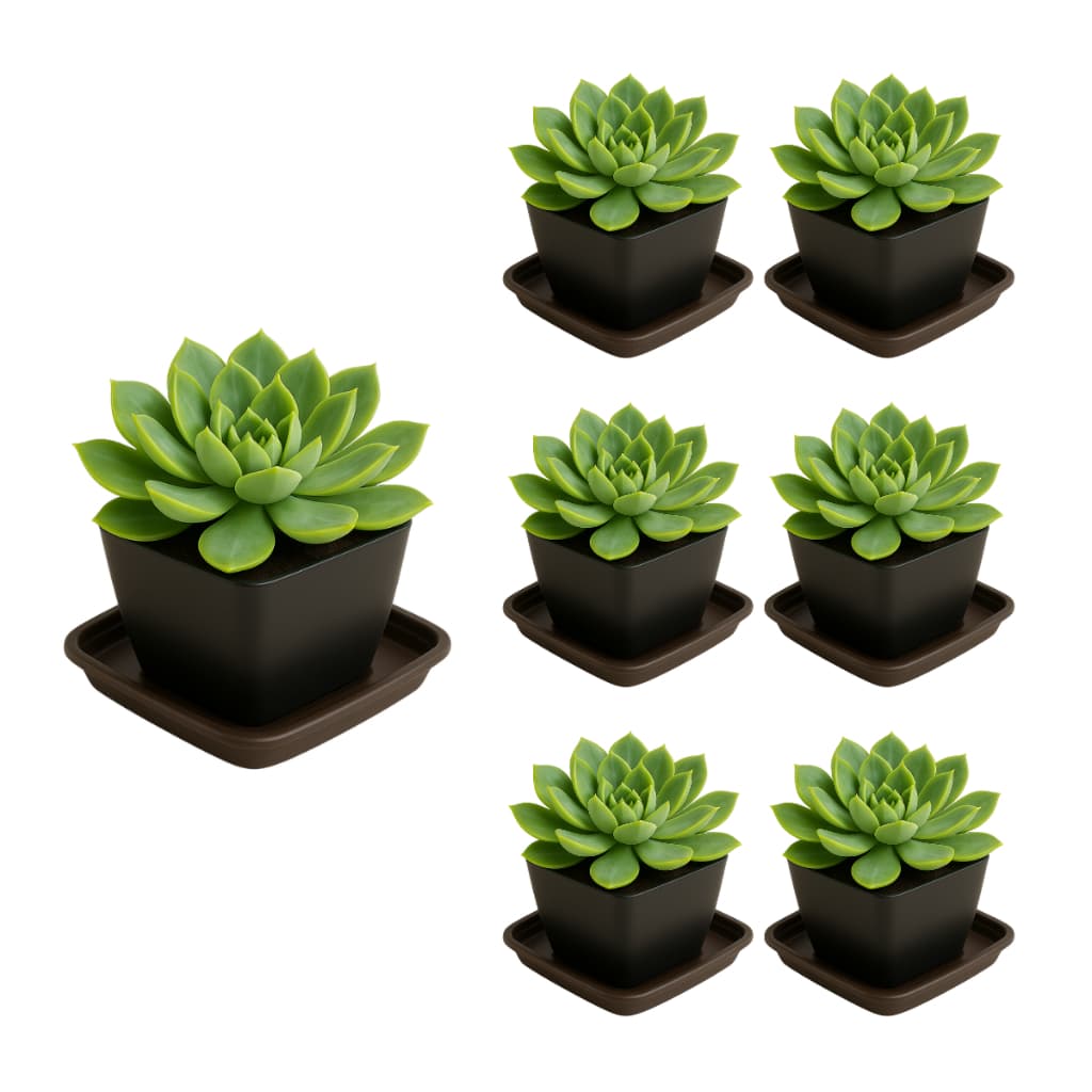 Kit 06 Vaso Quadrado 750ml e 06 Pratinho Preto para Suculentas Decorativos Cactos