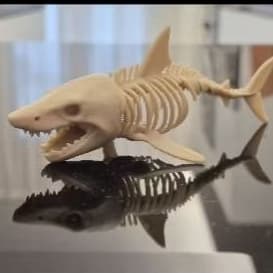 Miniatura Esqueleto Tubarão
