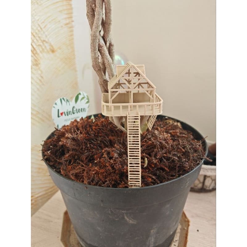 Casinha decorativa para plantas #2