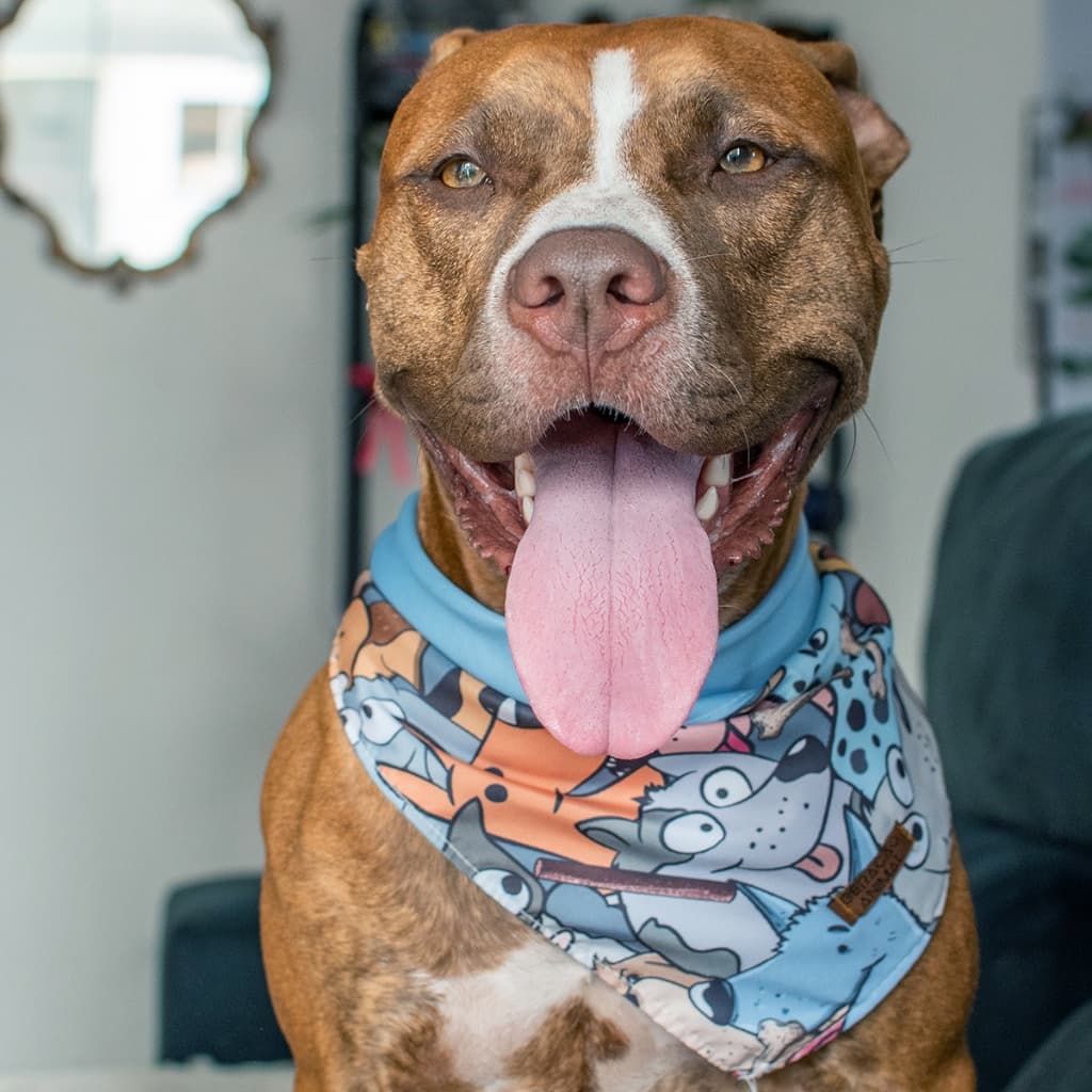 Bandana Dupla Face Pet 2 em 1 Premium Cartoon Azul