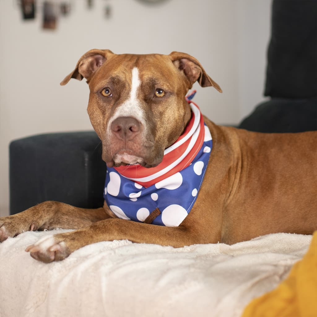 Bandana Dupla Face Pet 2 em 1 Premium Bolinhas e Listras Azul e Vermelho