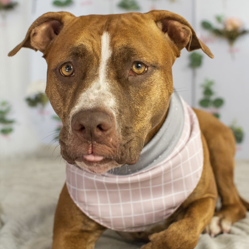Bandana Dupla Face Pet 2 em 1 Premium Listras e Poas Cinza e Rosa