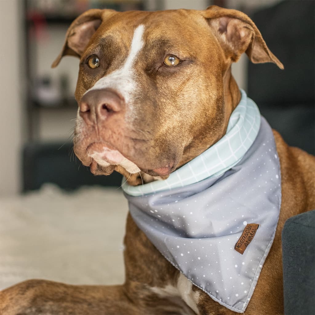 Bandana Dupla Face Pet 2 em 1 Premium Listras e Poas Cinza e Verde