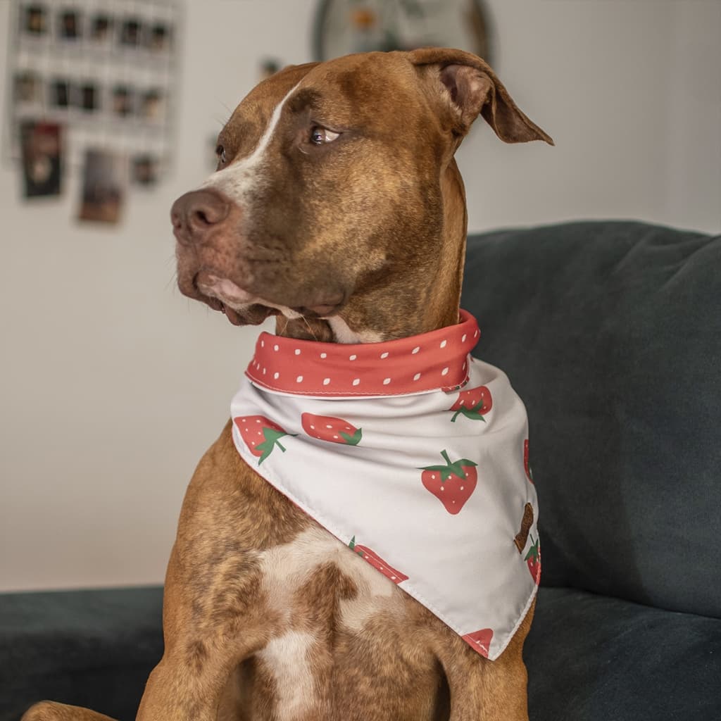 Bandana Dupla Face Pet 2 em 1 Premium Morango e Poa Vermelho