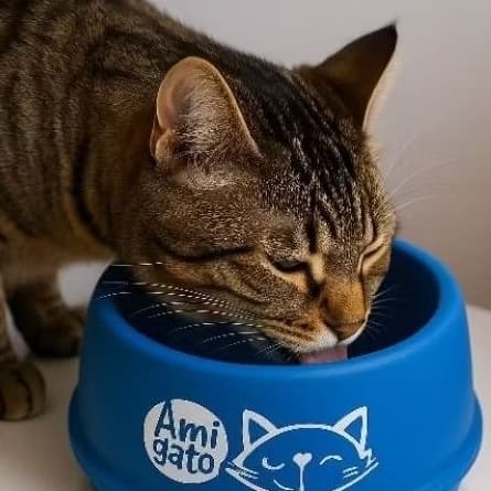Tigela Pet para Gatos | 5 Modelos Fofos para Ração e Água| Pronta entrega +Frete Grátis