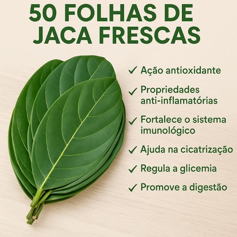 50 folhas frescas de Jaca colhidas e lavadas no dia do envio