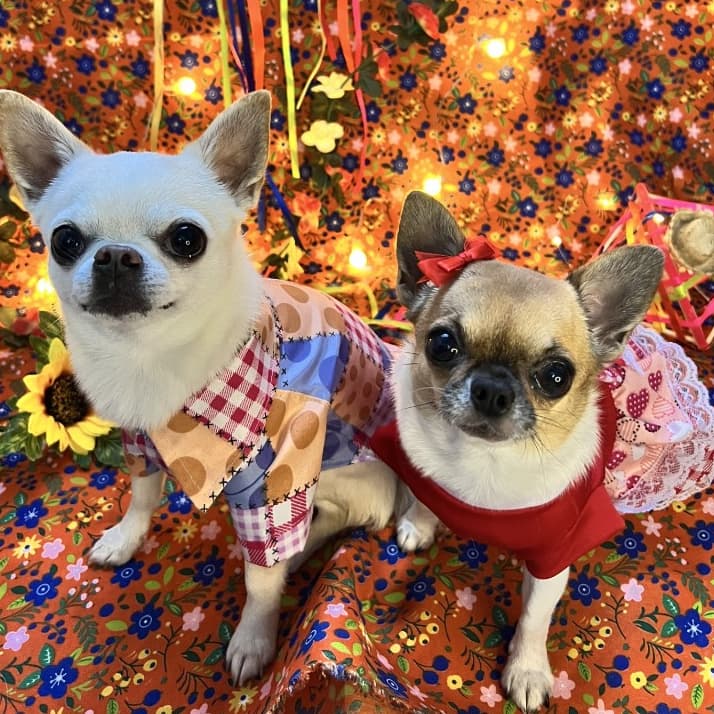 Roupa pet festa junina para cachorro e gato vestido e camisa junina