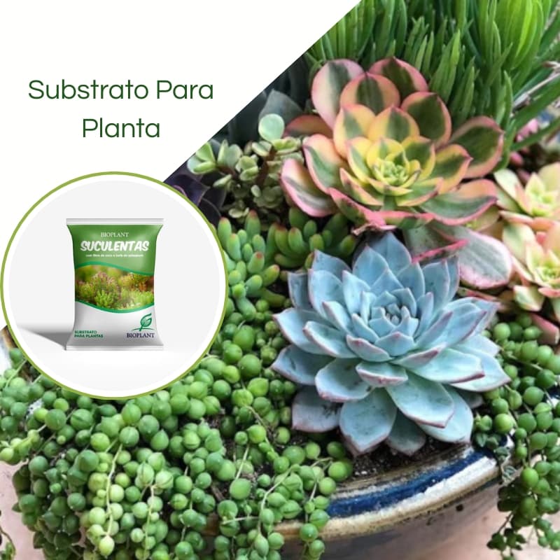 Substrato para Suculentas 10LT Bioplant