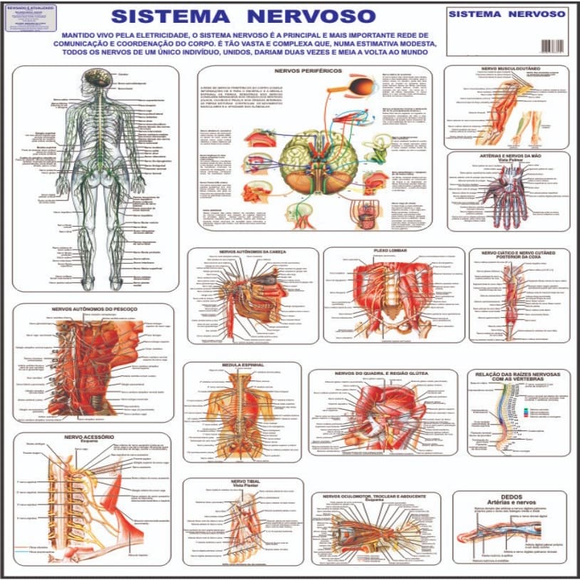 Mapa Corpo Humano Sistema Nervoso - 120 X 90cm Gigante