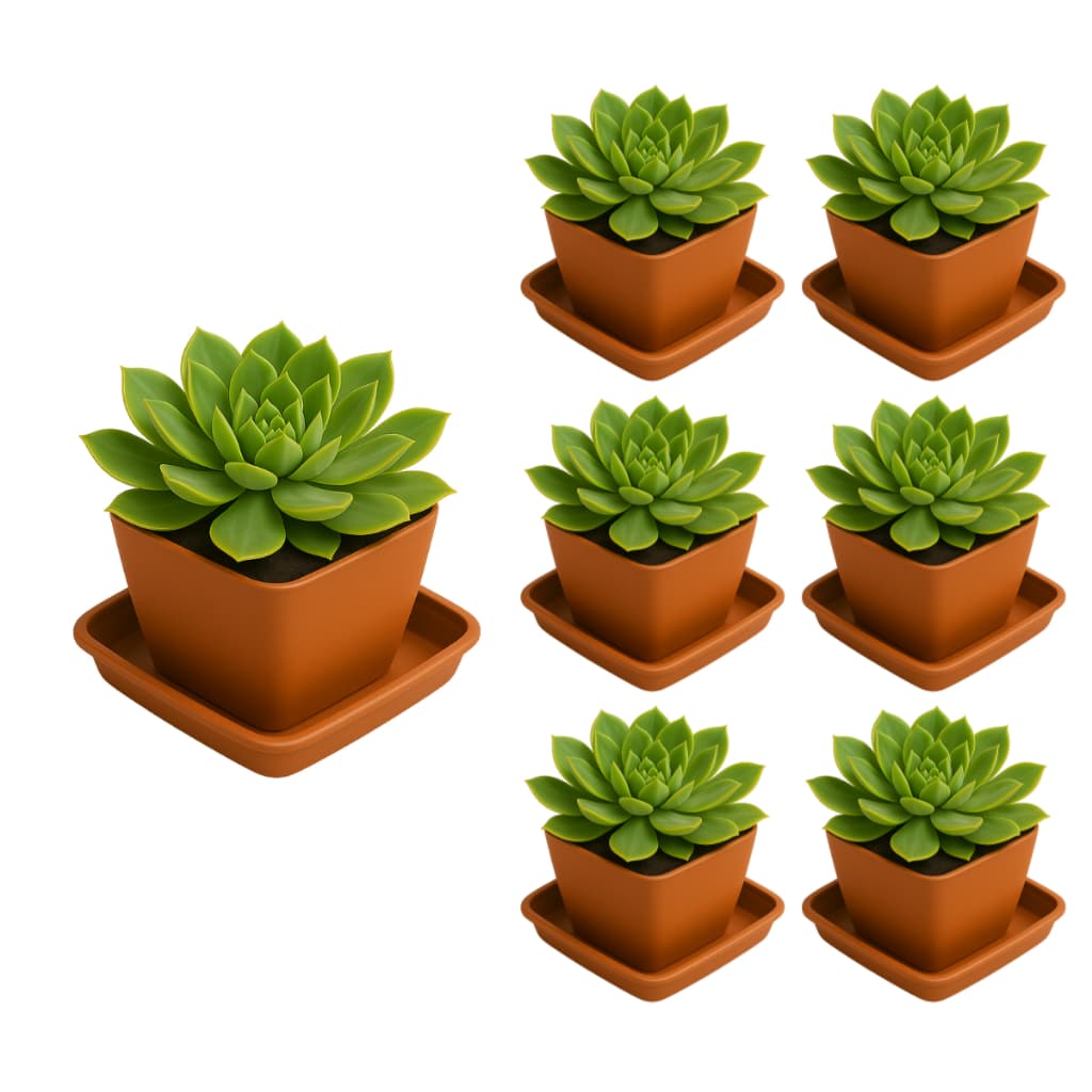 Kit 06 Vasos Quadrados 750ml e 06 Pratos Marrom Terracota Decorativos Suculentas Decorativos Cactos