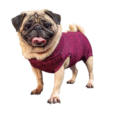 Roupa Pos Cirúgica PUG Com Zíper Fêmea Castração Pet Roupa Pós Cirúrgica P/Gatos e Cães (Femea/Macho) Roupa Castração