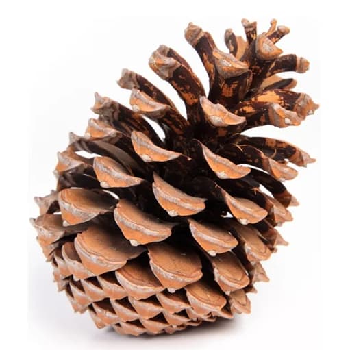 PINHA PARA ENFEITES DE NATAL E VITRINE KIT 25 UNIDADES