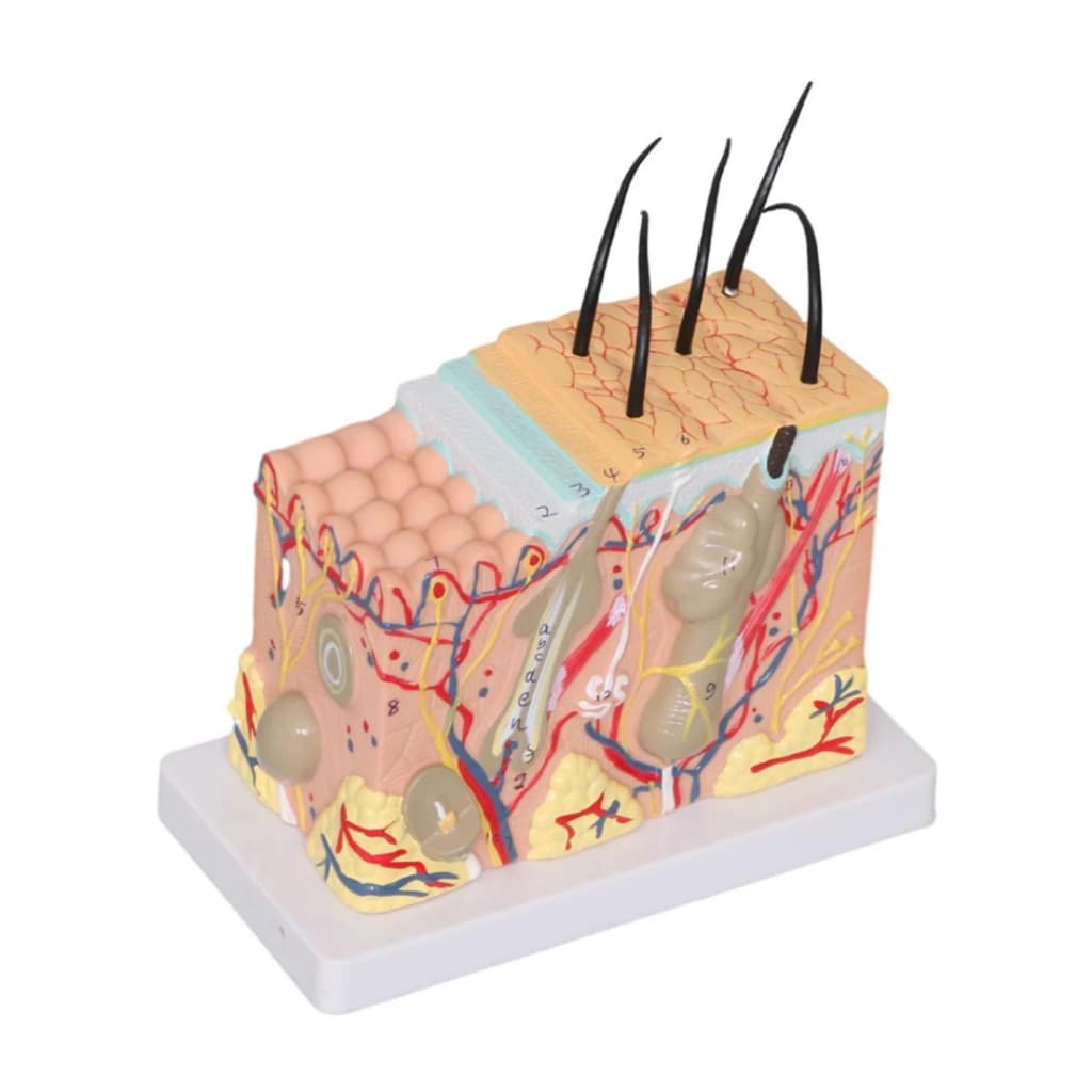 Modelo De Pele Humana Tecido Capilar Corpo Humano Anatomia 35x Órgãos De Cabelo Manequim Científico