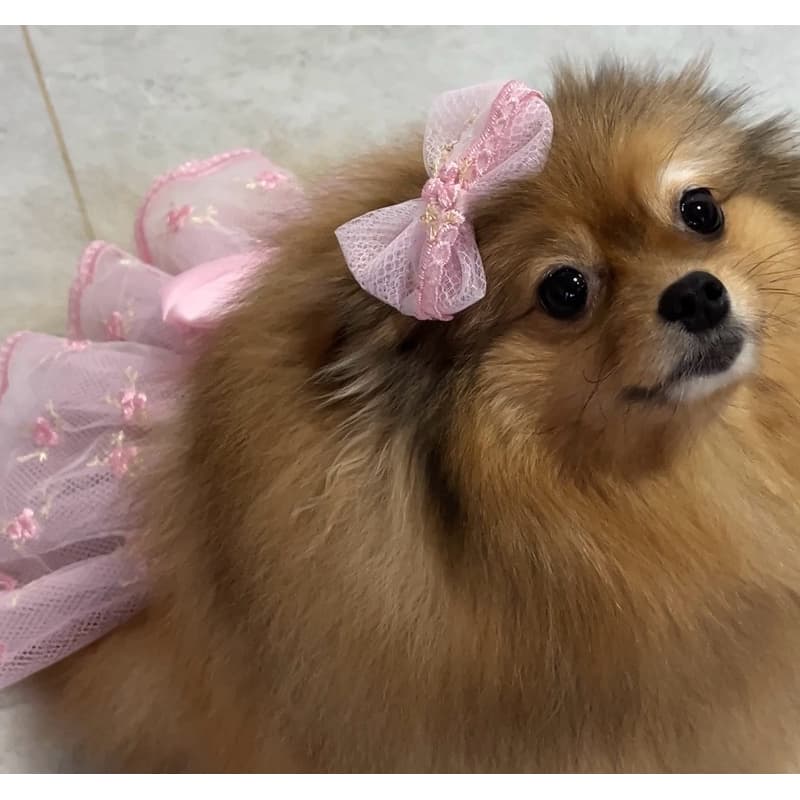 Roupa De Cachorro Fêmea | Saia Pet | Laço Pet |  Pet | Envio Imediato