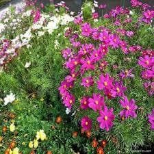 Cosmea Sensação Sementes Sortidas  com 20 sementes